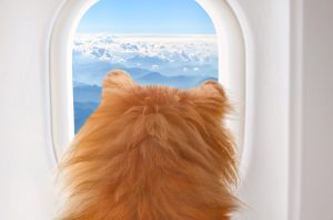 travel with pet abroad